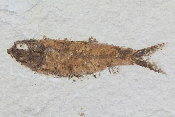 Knightia Fossil Fish - Wyoming #75910